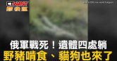 圖說-俄軍戰死！遺體四處躺　野豬啃食、貓狗也來了