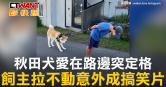 圖說-秋田犬愛在路邊突定格　飼主拉不動意外成搞笑片
