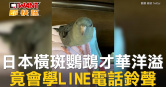 圖說-日本橫斑鸚鵡才華洋溢　竟會學LINE電話鈴聲