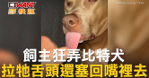 圖說-飼主狂弄比特犬　拉牠舌頭還塞回嘴裡去