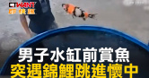 圖說-男子水缸前賞魚　突遇錦鯉跳進懷中