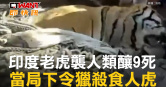 圖說-印度老虎襲人類釀9死　當局下令獵殺食人虎