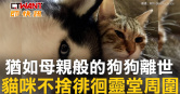 圖說-猶如母親般的狗狗離世　貓咪不捨徘徊靈堂周圍
