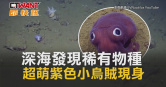 圖說-深海發現稀有物種　超萌紫色小烏賊現身