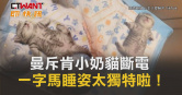 圖說-曼斥肯小奶貓斷電　一字馬睡姿太獨特啦！