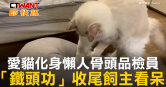 圖說-愛貓化身懶人骨頭品檢員　「鐵頭功」收尾飼主看呆