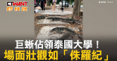 圖說-巨蜥佔領泰國大學！　場面壯觀如「侏羅紀」