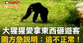 圖說-大猩猩愛拿東西砸遊客　園方急說明：這不正常！