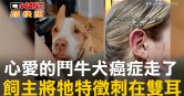 圖說-心愛的鬥牛犬癌症走了　飼主將牠特徵刺在雙耳