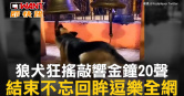 圖說-狼犬狂搖敲響金鐘20聲　結束不忘回眸逗樂全網