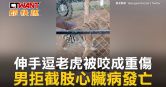 圖說-伸手逗老虎被咬成重傷　男拒截肢心臟病發亡