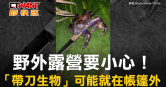 圖說-野外露營要小心！　「帶刀生物」可能就在帳篷外