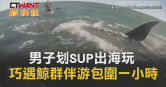 圖說-男子划SUP出海玩　巧遇鯨群伴游包圍一小時