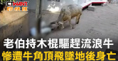 圖說-老伯持木棍驅趕流浪牛　慘遭牛角頂飛墜地後身亡