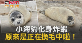 圖說-小海豹化身炸蝦　原來是正在換毛中啦！