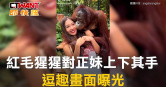 圖說-紅毛猩猩對正妹上下其手　逗趣畫面曝光