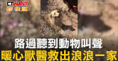 圖說-路過聽到動物叫聲　暖心獸醫救出浪浪一家