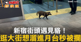 圖說-新宿街頭遇見貉！　逛大街想溜進月台秒被攔