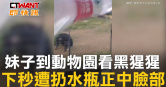 圖說-妹子到動物園看黑猩猩　下秒遭扔水瓶正中臉部