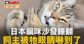 圖說-日本貓咪沙發睡翻　飼主被牠眼睛嚇到了
