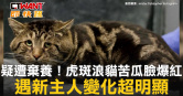 圖說-疑遭棄養！虎斑浪貓苦瓜臉爆紅　遇新主人變化超明顯