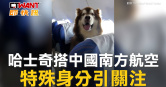 圖說-哈士奇搭中國南方航空　特殊身分引關注