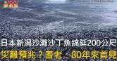 圖說-日本新潟沙灘沙丁魚綿延200公尺　災難預兆？耆老：80年來首見