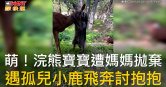 圖說-萌！浣熊寶寶遭媽媽拋棄  遇孤兒小鹿飛奔討抱抱