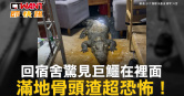 圖說-回宿舍驚見巨鱷在裡面　滿地骨頭渣超恐怖！