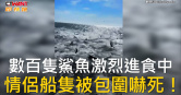圖說-數百隻鯊魚激烈進食中  情侶船隻被包圍嚇死！