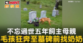 圖說-不忘過世五年飼主母親　毛孩狂奔至墓碑前找奶奶