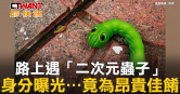 圖說-路上遇「二次元蟲子」　身分曝光⋯竟為昂貴佳餚
