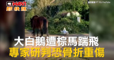 圖說-大白鵝遭棕馬踹飛　專家研判恐骨折重傷