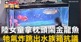 圖說-陸女童拿枕頭鬧金龍魚　牠氣炸跳出水族箱抗議