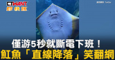 圖說-僅游5秒就斷電下班！　魟魚「直線降落」笑翻網