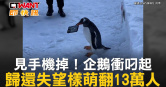 圖說-見手機掉！企鵝衝叼起　歸還失望樣萌翻13萬人