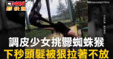 圖說-調皮少女挑釁蜘蛛猴　下秒頭髮被狠拉著不放