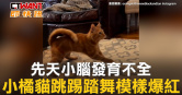 圖說-先天小腦發育不全　小橘貓跳踢踏舞模樣爆紅