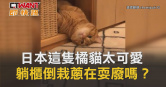 圖說-日本這隻橘貓太可愛啦　躺櫃倒栽蔥在耍廢嗎？