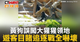 圖說-黃狗誤闖大猩猩領地　遊客目睹追逐戰全嚇壞