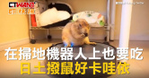 圖說-在掃地機器人上也要吃　日土撥鼠好卡哇依
