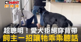 圖說-超聰明！愛犬拒絕穿背帶　飼主一招讓牠乖乖聽話