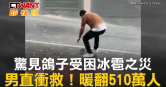 圖說-驚見鴿子受困冰雹之災　男直衝救！暖翻510萬人