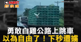 圖說-勇敢白雞公路上跳車　以為自由了！下秒遭擄