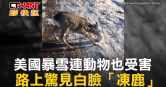 圖說-美國暴雪連動物也受害　路上驚見白臉「凍鹿」