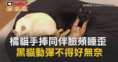圖說-橘貓手捧同伴臉頰睡歪　黑貓動彈不得好無奈