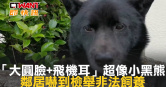 圖說-「大圓臉+飛機耳」超像小黑熊　鄰居嚇到檢舉非法飼養