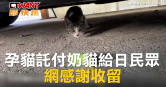 圖說-孕貓託付奶貓給日民眾　網感謝收留