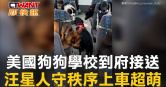 圖說-美國狗狗學校到府接送  汪星人守秩序上車超萌