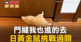 圖說-門縫我也進的去　日黃金鼠挑戰過關